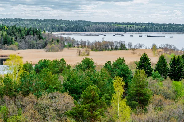 Utsikt över tallskogen av en sjö och gräs på kusten av bukten. — Stockfoto