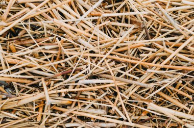 Kuru sarı saman arka plan dokusu.