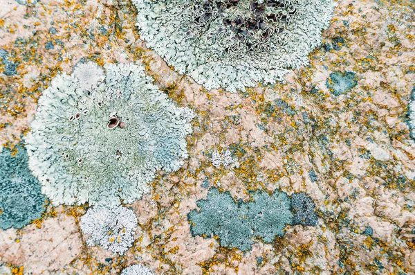 Натуральний лишайник круглої форми на каменях . — стокове фото