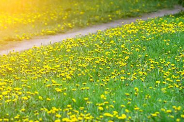 Çayırlar yeşil ve sarı dandelions ve iz.