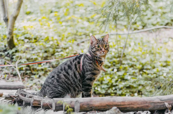 Sibirisk katt promenader i tallskogen. — Stockfoto