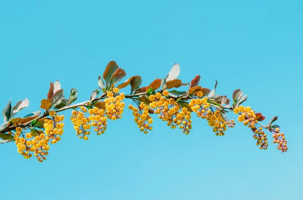 Filialer av bärbuske närbild mot en blå himmel bakgrund. — Stockfoto