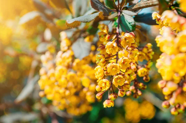 Blommor av Berberis bush närbild. — Stockfoto