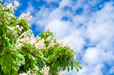 Kestane dal ve gökyüzü yaz aylarında kestane çiçekler.
