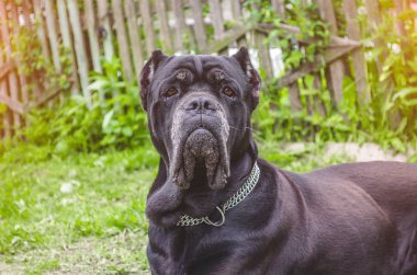 Cane Corso çayır üzerinde oturur, avluya korur