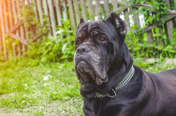 Cane Corso sits on the meadow, guards the yard — Stock Photo, Image