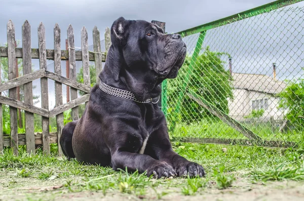 Cane Corso sits on the meadow, guards the yard — Stock Photo, Image