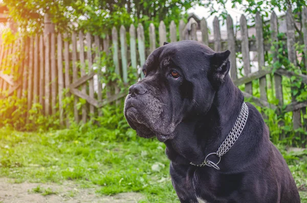 Cane Corso sits on the meadow, guards the yard — Stock Photo, Image
