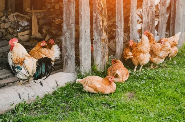 A flock of chickens and a rooster in a barn in the village