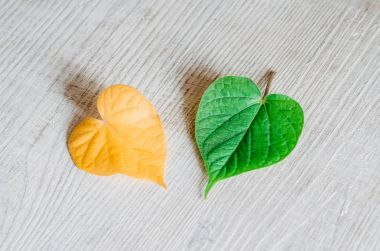 Sarı ve yeşil yaprakları kalp şeklinde bir ahşap doku masaya yalan. Kontrast, mevsim değişikliği kavramı.