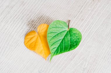 Sarı ve yeşil yaprakları kalp şeklinde bir ahşap doku masaya yalan. Kontrast, mevsim değişikliği kavramı.