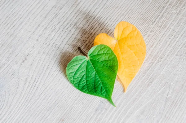 Sarı ve yeşil yaprakları kalp şeklinde bir ahşap doku masaya yalan. Kontrast, mevsim değişikliği kavramı.