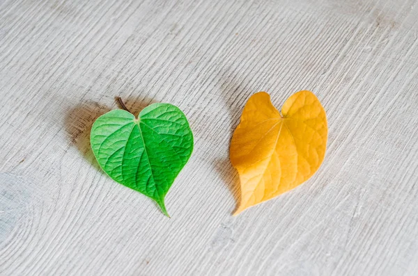 Sarı ve yeşil yaprakları kalp şeklinde bir ahşap doku masaya yalan. Kontrast, mevsim değişikliği kavramı.