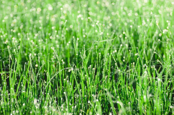 Dagg på gräset med spindelnät. Vackra naturliga våren suddig bakgrund. Morgon i gräset. — Stockfoto