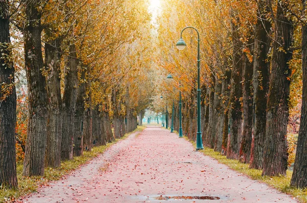 Duże topoli jesień w parku - jasny jesień krajobraz parku. — Zdjęcie stockowe