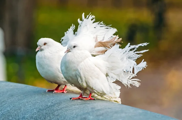 Fehér dekoratív galambok gyönyörű buja farokkal. — Stock Fotó