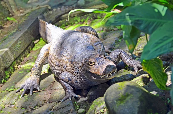 Crocodile on the rocks in the jungle of Indonesia. — Stock Photo, Image