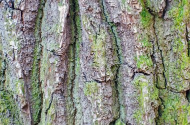 iğne yapraklı, moss ağacının kabuğu dokusu.