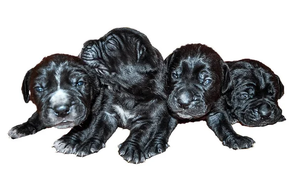 Black Cane Corso puppies isolated on white background. — Stock Photo, Image
