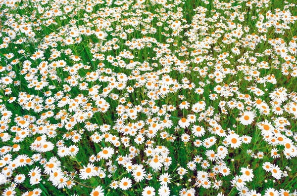 Campo de camomilas florescendo no verão — Fotografia de Stock