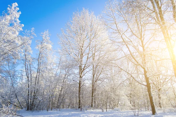 Espécies Inverno Ramos Árvore Cobertos Neve Contra Céu Gelado Claro — Fotografia de Stock