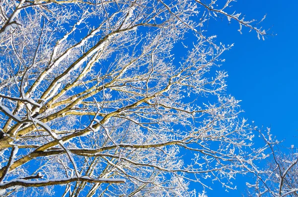 Gatunków Gałęzie Pokryte Śniegiem Drzewa Przeciw Błękitne Niebo Jasne Mroźny — Zdjęcie stockowe