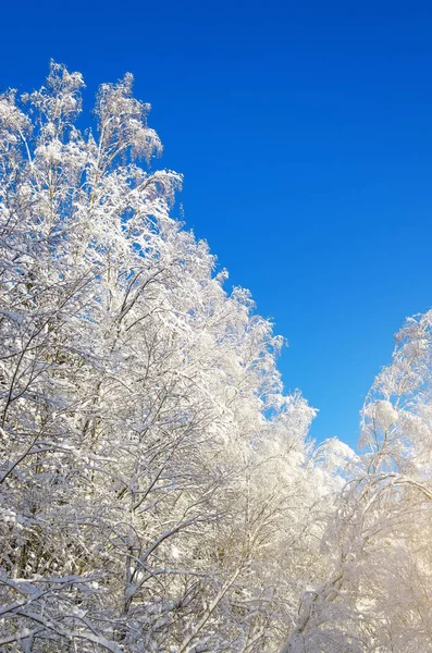 Specie invernale di rami d'albero innevati contro un cielo azzurro limpido e gelido . — Foto Stock