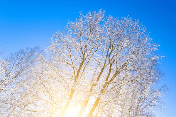 Specie invernale di rami d'albero innevati contro un cielo azzurro limpido e gelido . — Foto Stock