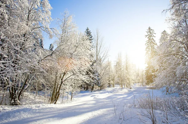 Espécies de inverno de ramos de árvore cobertos de neve contra um céu gelado claro azul . — Fotografia de Stock