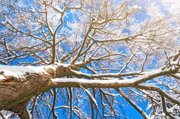 Specie invernale di rami d'albero innevati contro un cielo azzurro limpido e gelido . — Foto Stock