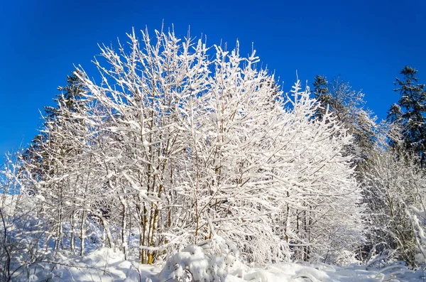 Espécies de inverno de ramos de árvore cobertos de neve contra um céu gelado claro azul . — Fotografia de Stock