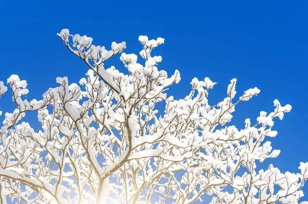 Winter Species Snow Covered Tree Branches Blue Clear Frosty Sky — Stock Photo, Image