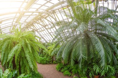 Bir yaya yolu ve çalılıkları ve palmiye ağaçlarının ile sera.
