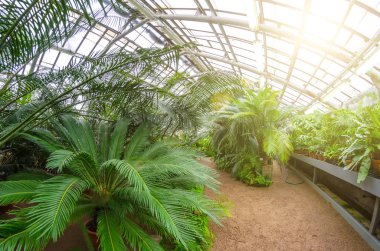 Bir yaya yolu ve çalılıkları ve palmiye ağaçlarının ile sera.