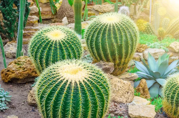 A trópusi sivatagban az észak-amerikai kaktusz közelről. — Stock Fotó