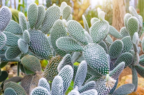 A trópusi sivatagban az észak-amerikai kaktusz közelről. — Stock Fotó