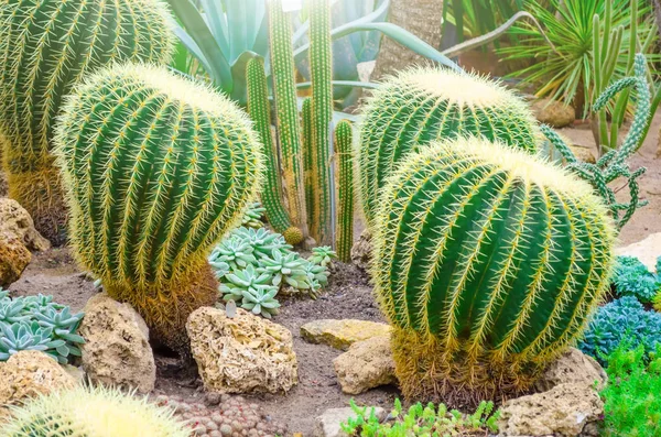 Cactus in the tropical deserts of North America close up. — Stock Photo, Image