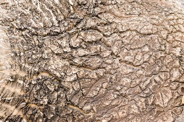 Textura de corteza de árbol tropical vista de cerca . — Foto de Stock