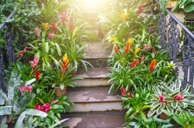 Flowering vriesea plants in pots on the stairs of tropical moist forest. clipart