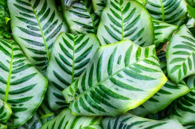 Dumb kamışı yaprakları veya Dieffenbachia, Calathea-doğa arka plan kapatın.
