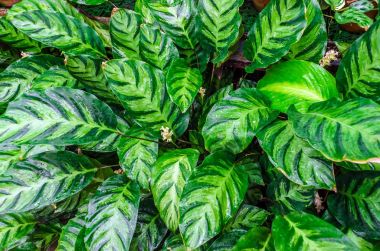 Dumb kamışı yaprakları veya Dieffenbachia, Calathea-doğa arka plan kapatın.