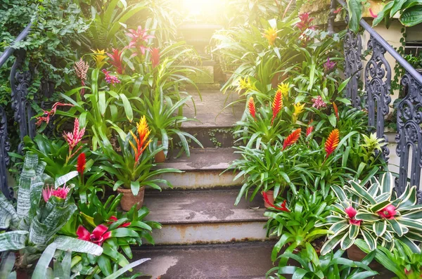 Flowering vriesea plants in pots on the stairs of tropical moist forest. — Stock Photo, Image