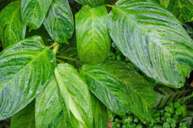 Dumb kamışı yaprakları veya Dieffenbachia, Calathea-doğa arka plan kapatın.
