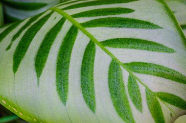 Dumb kamışı yaprakları veya Dieffenbachia, Calathea-doğa arka plan kapatın.