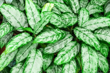 Dumb kamışı yaprakları veya Dieffenbachia, Calathea-doğa arka plan kapatın.