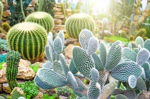 Cactus in the tropical deserts of North America close up. — Stock Photo, Image