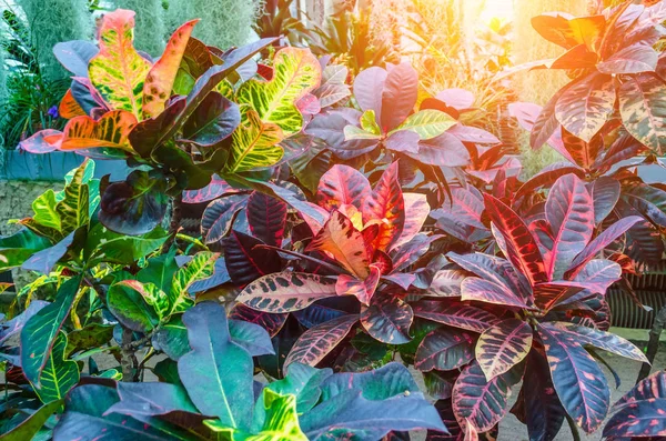 Кротоні Codiaeum variegatum рослини з різнобарвні листя в тропічному саду. — стокове фото