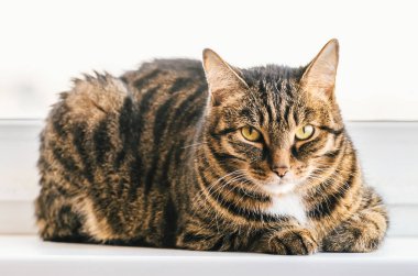 Tekir kedi bir pencere pervazına üzerinde oturur ve kendini görünüyor.