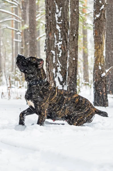 겨울에 큰 검은 개 지팡이 골프 코스는 숲에서 눈에 도보. — 스톡 사진