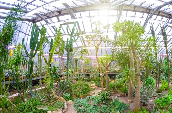 Kuzey Amerika sera tropikal çöller kaktüs.